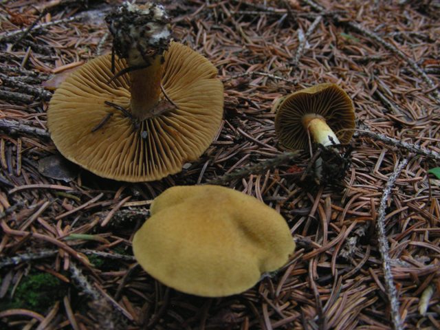 Escursione in Panarotta...con Russula